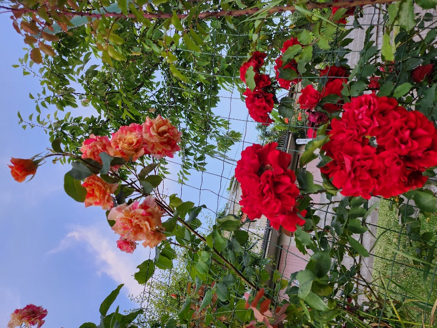 Rose nel roseto di Da Fabiana a Bossolaschetto