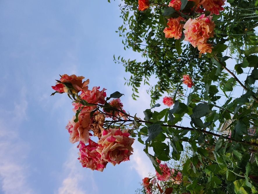 Rose nel roseto di Da Fabiana a Bossolaschetto